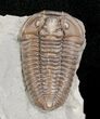 Flexicalymene Trilobite From Indiana #5607-5